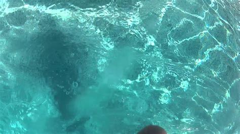 Gopro Hero 2 First Time In Pool Youtube