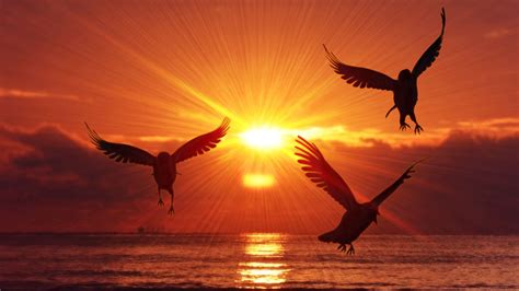 Download Wallpaper 1920x1080 Birds Silhouettes Sunrise