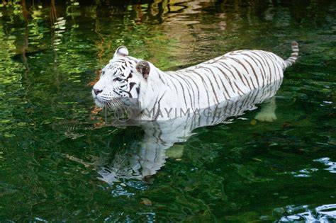 White Tiger Swimming By Dimol Vectors And Illustrations Free Download