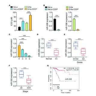 Mir Is Down Regulated In Cddp Resistant Cervical Cancer Cells