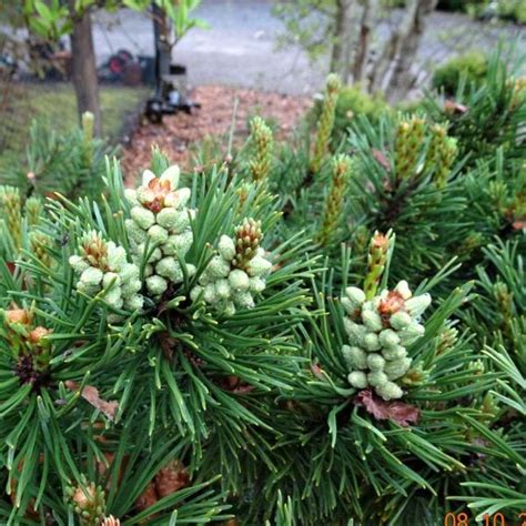 The mugo pine (pinus mugo) is a species of coniferous needled evergreen that is a favorite in landscape use. Pinus mugo 'Tight Buns'