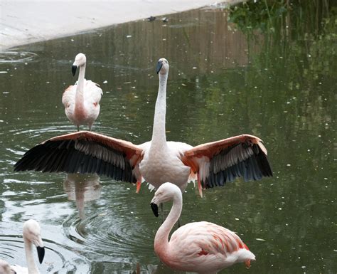 Pink Flamingos Free Stock Photo Public Domain Pictures