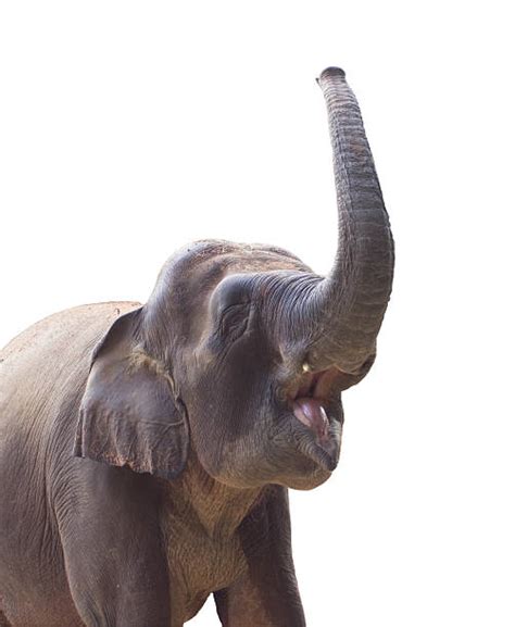 Elephant Roar Stock Photos Pictures And Royalty Free Images Istock