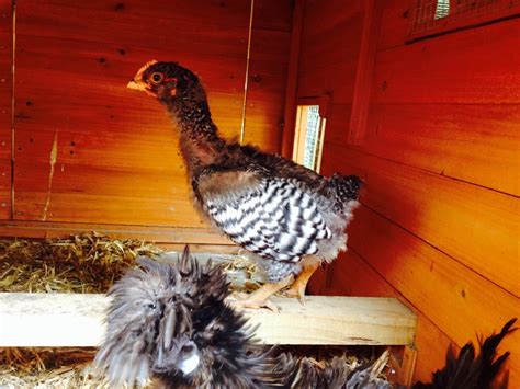 Sexing Barred Rock Backyard Chickens Learn How To Raise Chickens