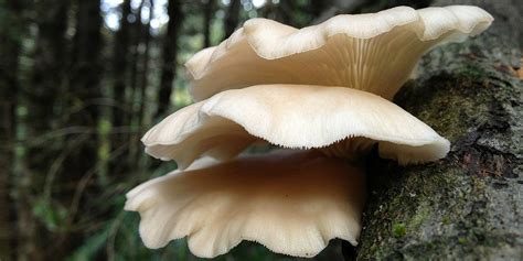7 Florida Oyster Mushroom Kergannoell