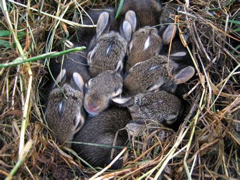 Leave The Baby Rabbits Alone Local News