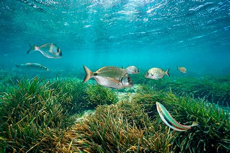 conservación de la biodiversidad en el mediterráneo 20 años del centro de cooperación de la