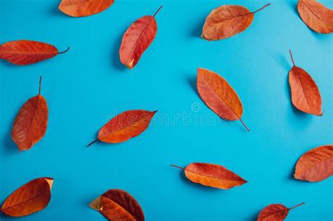 Beautiful Red Leaves On Blue Paper Abstract Autumn Background Stock