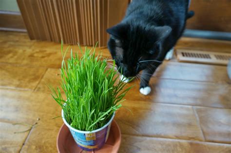You do have to water it often to keep it nice and green. Cats On The Homestead: Growing Wheat Grass for the Cats ...