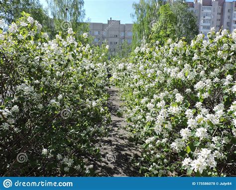 Bush, the son of failed gop presidential candidate and former florida gov. Blooming Bushes With White Flowers And Path In Spring Park ...