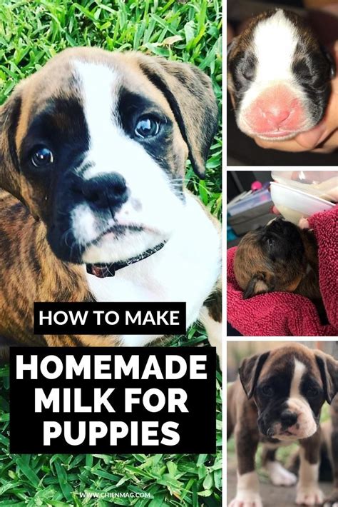 One serving of homemade goat's milk formula contains the same number of calories. How To Make Homemade Milk for Puppies | Puppy milk recipe ...
