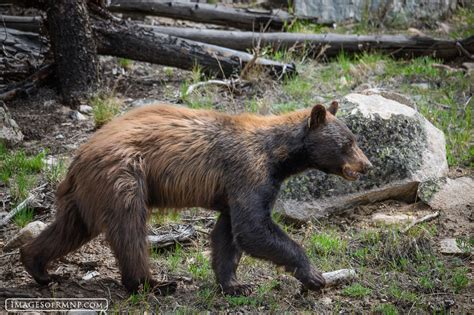 Black Bear In Rocky Mountain National Park Rocky Mountain National Park