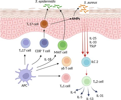 Frontiers Atopic Dermatitis Is Innate Or Adaptive Immunity In