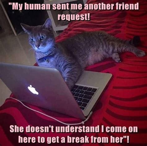 The Problem With Teenage Cats Funny Pet Humor Cute