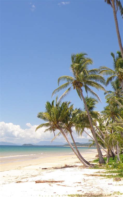 Download Wallpaper 800x1280 Palm Trees Beach Ocean Tropics Samsung
