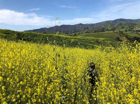 The Latest California Super Bloom Is Actually A Bunch Of Weeds