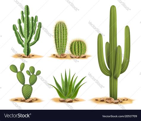 Its roots are spread out to collect water when it does rain and it stores water in its. Cactus plants set of desert among sand and rocks Vector Image