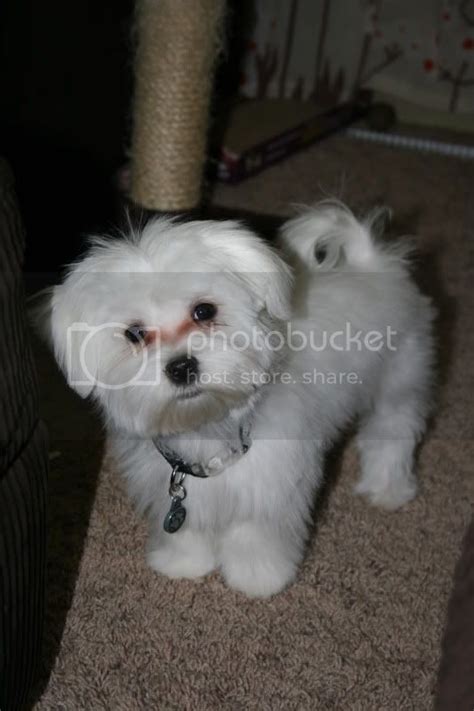 First Haircut Maltese Dogs Forum Spoiled Maltese Forums