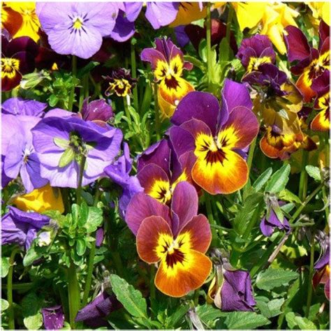 Bambini Viola Seeds For Planting Viola Cornuta Seed Needs Seed