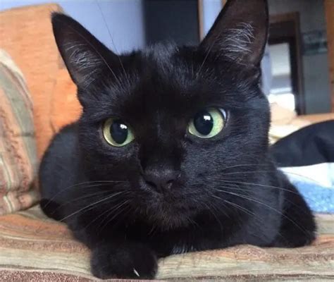 80 Famous Black Cat Names The Paws