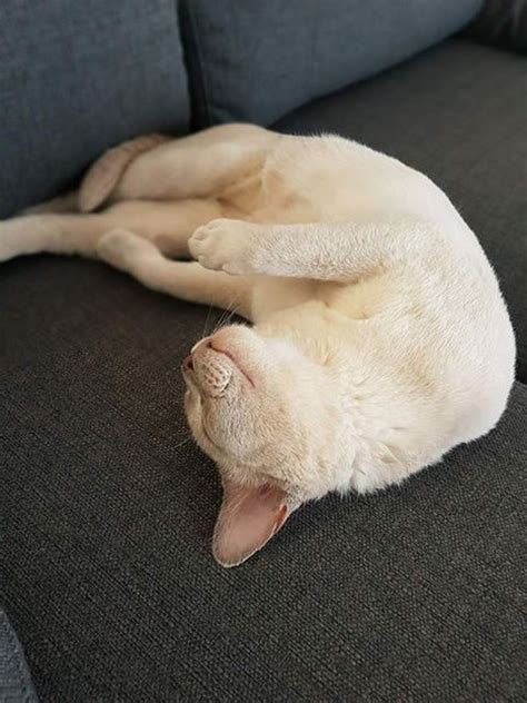 The course of treatment will depend on the severity of symptoms and the size, location, and source of the during this process, the veterinarian will locate the blockage and make a small incision in the stomach or intestine in order to remove it. Burmese and pica: Ace and his intestinal obstruction ...