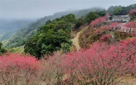Wàngxiǎng gǎnshāng dài cháng liánméngenglish: 紅色櫻花谷! 賞櫻秘境協雲宮超好拍 - 生活 - 自由時報電子報