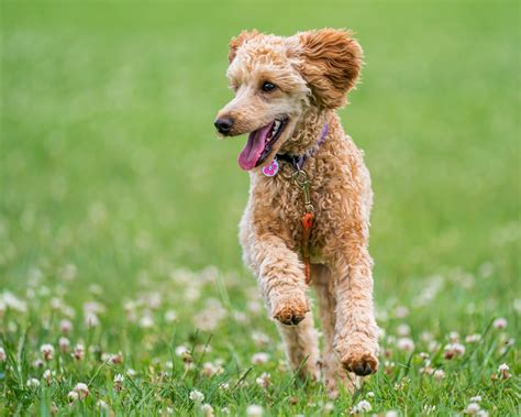 10 Best Dogs For People With Allergies Neater Pets