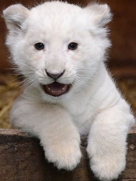 Rare White Lion Cub Appears At Hertfordshire Wildlife Park Bbc News