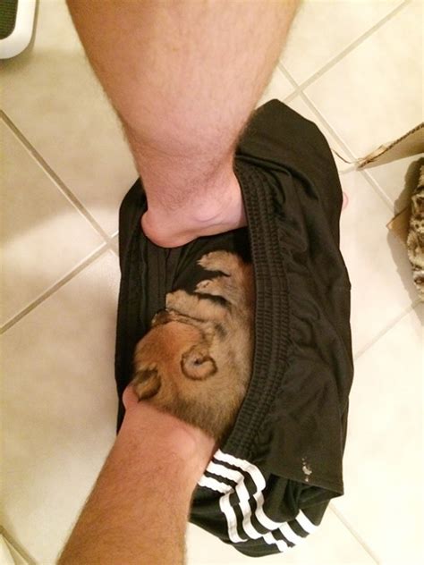 20 puppies sleeping in weird position travels and living