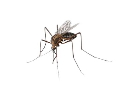 Mosquito Insect Mosquitoes Insects Png Download 713492 Free
