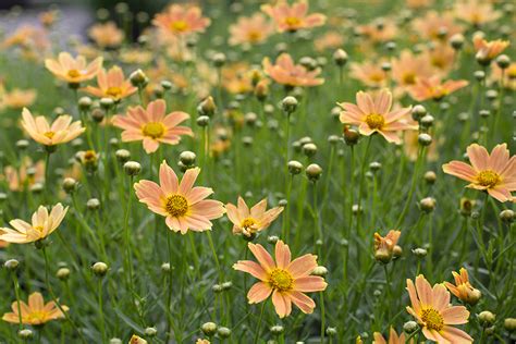 Coreopsis must be deadheaded to promote reblooming, but it's well worth the extra effort. Sienna Sunset Coreopsis