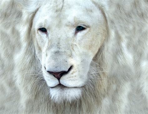 15 Beautiful White Animals Special Photos Mind Science