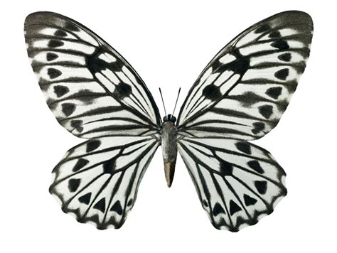 Free Black And White Butterfly Download Free Black And White Butterfly