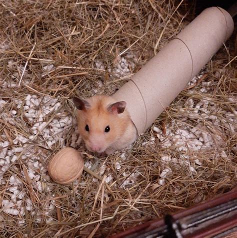 Cooper Disguising As A Worm Hamster Hamsters Rodent Pet Cute