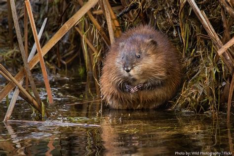 Interesting Facts About Muskrats Just Fun Facts