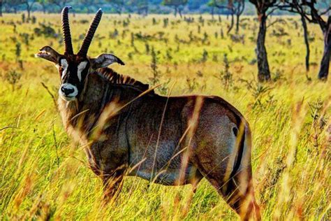 Hope For Endangered Roan Antelopes At Ruma National Park Nation