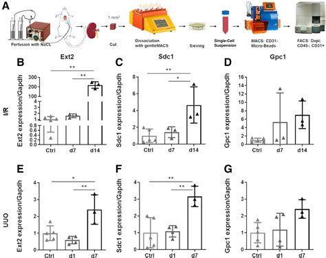 Reduction Of Endothelial Glycocalyx On Peritubular Capillaries In