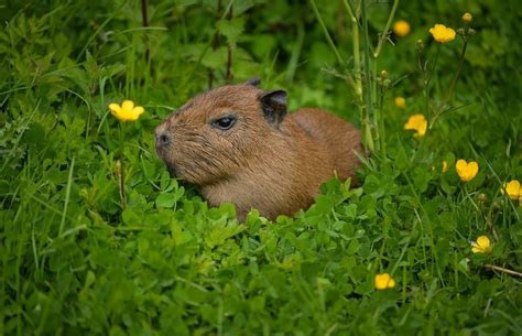 What do you call a baby quokka? Banner Day for Capybara Pups at Chester Zoo | Capybara ...