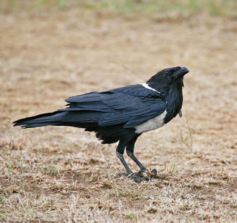 Img3989 African Pied Crow Very Rare To See This Crow In Flickr