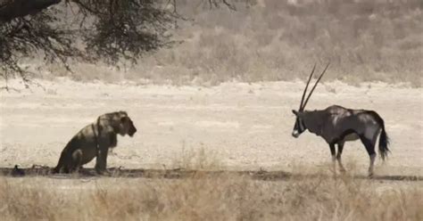 Photos Show How Antelope Allowed Itself To Be Eaten By A Lion Small