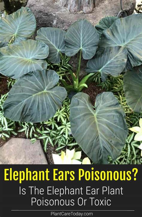 Is The Elephant Ear Plant Poisonous Or Toxic