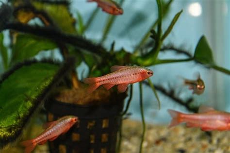 Cherry Barb Care Guide Species Profile Fishkeeping World