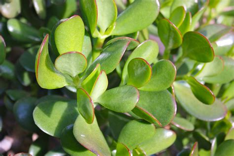 How To Care For A Jade Plant Inside