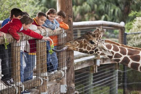 The Greenville Zoo Get To Know Greenville Bradshaw Automotive Group