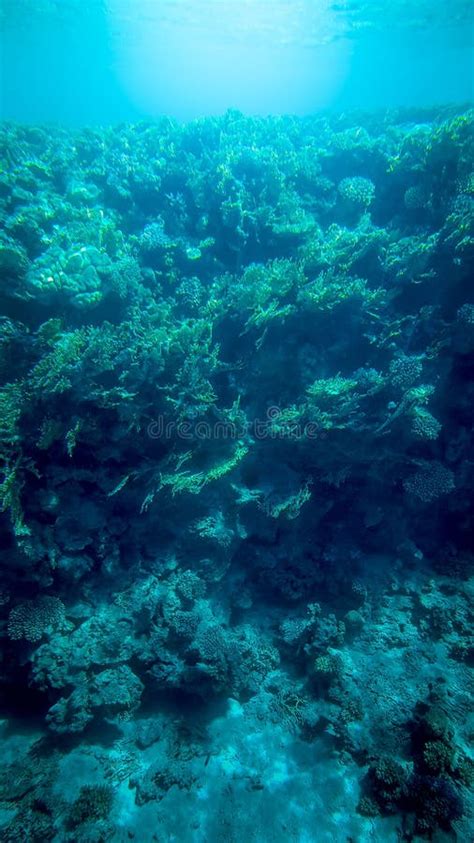 Panoramic Underwater Photo Of Beautiful Coral Reef And Swimming
