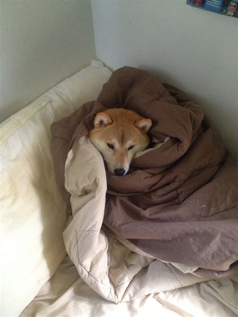 That Shibe Got It Good Im Too Responsible Of A Person To Not By