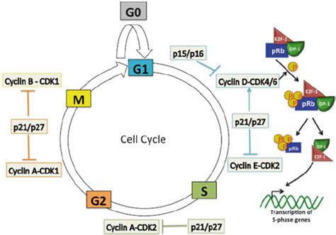 Overview Of The Eukaryotic Cell Cycle The Eukaryotic Cell Cycle