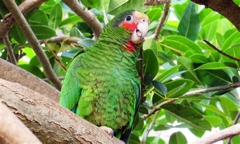 Parrots A Link To Caymans Past National Trust For The Cayman Islands