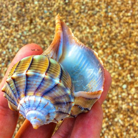 Beach Treasure Sanibelstar Island Seashell Shells And Sand Sea