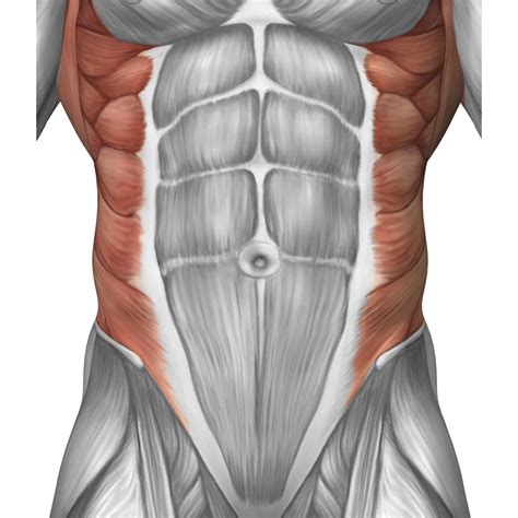 Male Muscle Anatomy Of The Abdominal Wall Poster Print 26 X 30